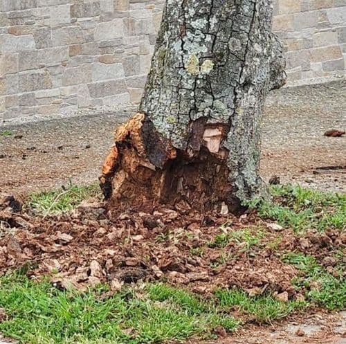 🌳 Vigilance sur l’état des arbres de notre commune 🌳
